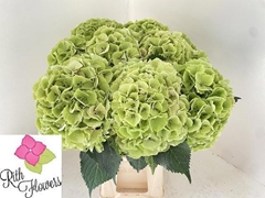 Hydrangea My Beautiful Heaven 80cm 22-24cm Hd