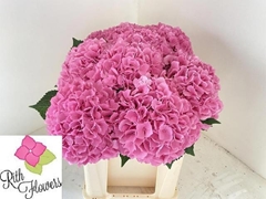 Hydrangea Royal Salute 50cm 15-17cm Hd