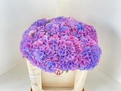 Hydrangea Royal Salute 50cm 15-17cm Hd