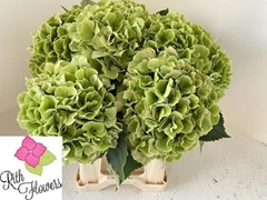 Hydrangea Verena Classic 40cm 15-17cm Hd