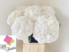 Hydrangea Royal Highness 80cm 20-22cm Hd