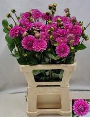 Dahlia Sandra 65cm