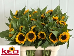 Helianthus Sunrich Orange 80cm