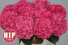 Hydrangea Rodeo Red 60cm 15-17cm Hd