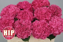 Hydrangea Rodeo Red 50cm 13-15cm Hd