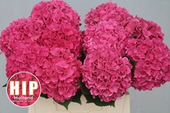 Hydrangea Rodeo Red 40cm 11-13cm Hd