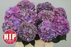 Hydrangea Rodeo Red Classic 40cm 10-12cm Hd
