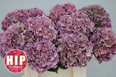 Hydrangea Rodeo Red Classic 40cm 10-12cm Hd