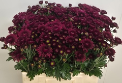 Chrysanth Spray Smokey 60cm 50gr.