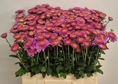 Chrysanth Spray Blenda Purper 60cm 50gr.