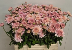 Chrysanth Spray Gompie Pink 60cm 60gr.