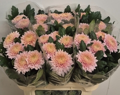 Chrysanth Single Marielle 75cm 110gr.