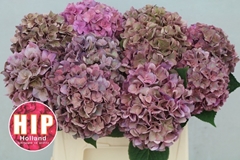 Hydrangea Rodeo Red Classic 40cm 10-12cm Hd