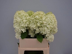 Hydrangea Limelight 80cm 18-20cm Hd