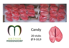 Anthurium Candy 9cm Hd