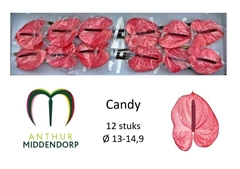 Anthurium Candy 13cm Hd