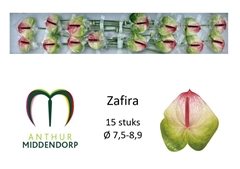 Anthurium Zafira 6cm Hd