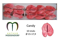 Anthurium Candy 15cm Hd
