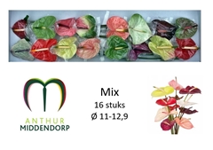 Anthurium Mix 11cm Hd