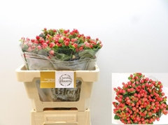 Hypericum Pacific Red Dolly 50cm
