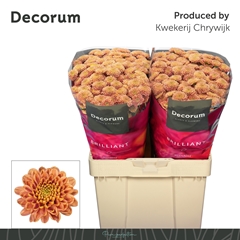 Chrysanth Santini Ellison Salmon 55cm 54gr.