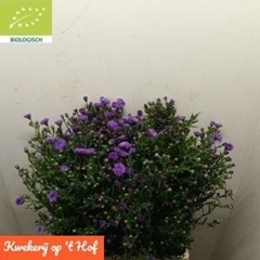 Aster Purple Monarch 70cm 180gr.