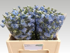 Delphinium Single Ballkleid 55cm