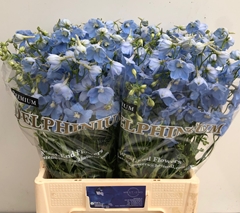Delphinium Single Ballkleid 60cm