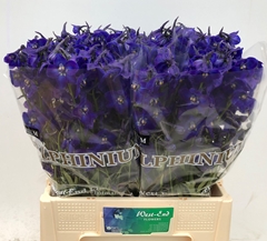 Delphinium Single Atlantis 60cm