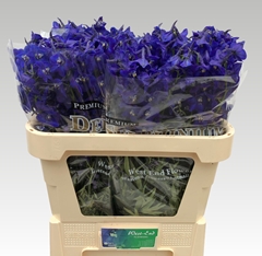 Delphinium Single Atlantis 70cm