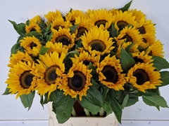 Helianthus Sunrich Orange 80cm 15cm Hd