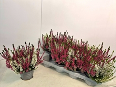 Calluna Callu Nova Mix 2 Colours 12Ø 20cm