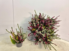 Calluna Callu Nova Mix 4 Colours 6Ø 16cm