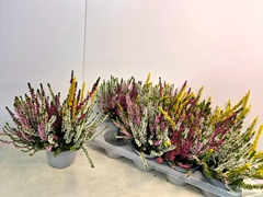 Calluna Callu Nova Mix 4 Colours 13Ø 25cm
