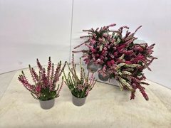Calluna Callu Nova Mix 2 Colours 6Ø 16cm