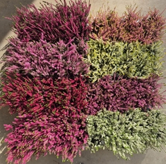 Calluna Mix 6 Colours 9Ø 15cm