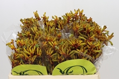 Anigozanthos Orange Velvet 50cm