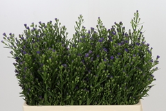 Aster Casamare 55cm 10gr.