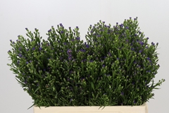Aster Casamare 60cm 10gr.