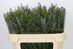 Aster Casamare 70cm 25gr.