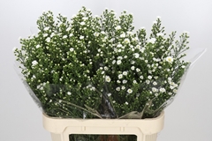 Aster Paquita 80cm 40gr.