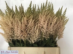 Astilbe Vision Inferno 65cm