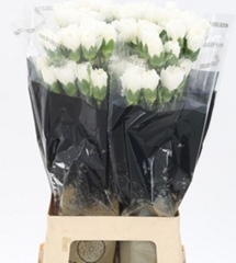 Dianthus Single Moonlight 60cm