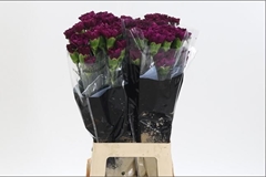 Dianthus Single Golem 65cm