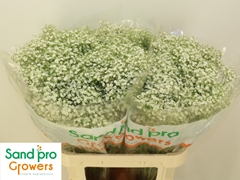 Gypsophila Paniculata Zinzi Discovery 80cm 25gr.