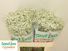 Gypsophila Paniculata Xlence 70cm 15gr.