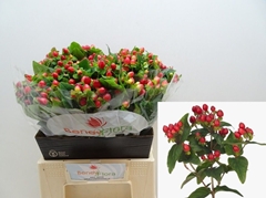 Hypericum Magical Triumph 40cm
