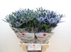 Eryngium Planum Magical Blue Lagoon 70cm