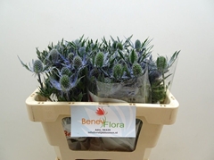 Eryngium Planum Magical Blue Lagoon 50cm