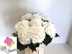 Hydrangea Schneeball 80cm 19-21cm Hd